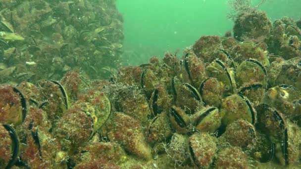 Asentamiento de mejillones (Mytilus sp.) sobre el fondo del mar . — Vídeos de Stock