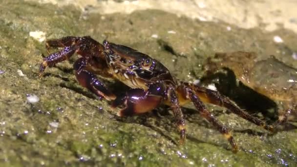 Marmorierter Steinkrebs (pachygrapsus marmoratus)). — Stockvideo