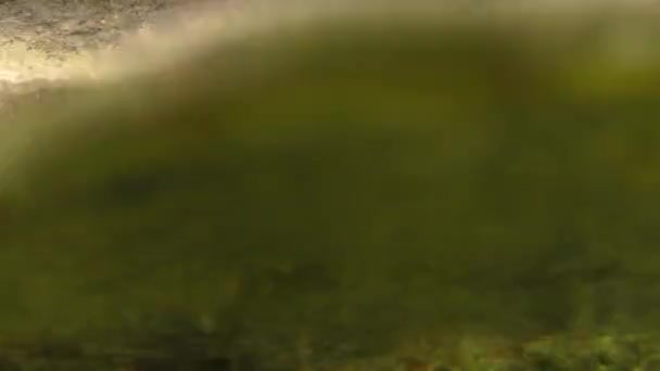 Мармуровий скелястий краб ( Pachygrapsus marmoratus ). — стокове відео