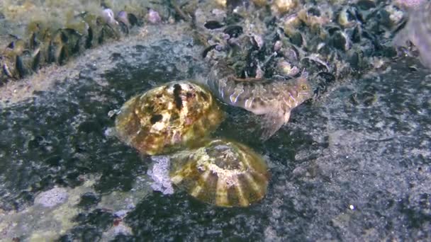 Közös limpet (Patella sp.). — Stock videók