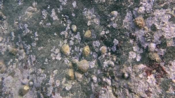 Gemensamma limpet (Patella sp.). — Stockvideo