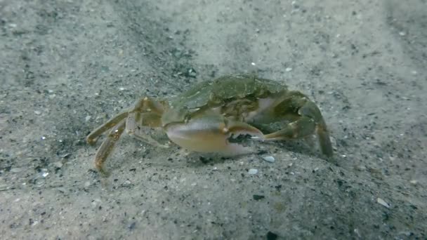 Crabe volant (Liocarcinus holsatus) ). — Video