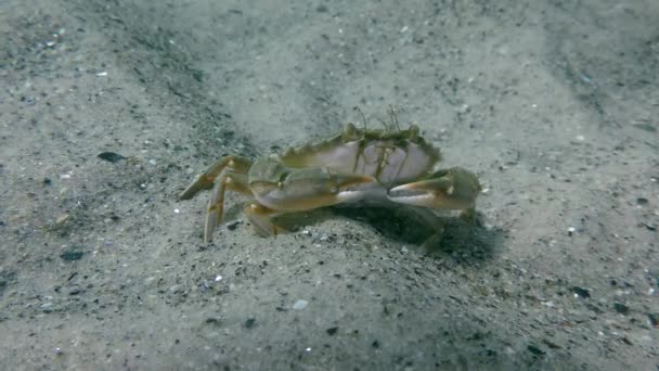 Cangrejo nadador volador (Liocarcinus holsatus ). — Vídeos de Stock