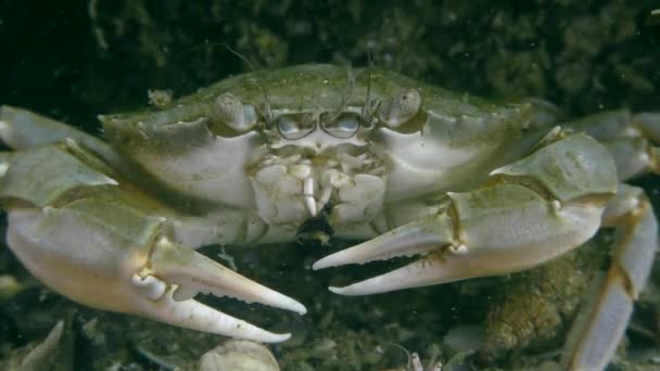 Flying swimming crab (Liocarcinus holsatus). — Stock Video