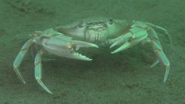 Vliegende zwemkrab (Liocarcinus zwemkrab). — Stockvideo