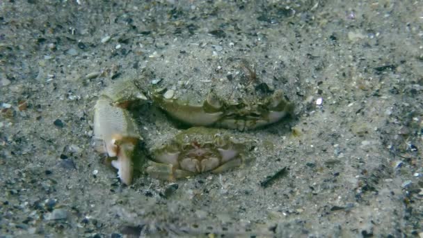 Reproduction of Flying swimming crab (Liocarcinus holsatus). — Stock Video