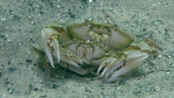 Reproduction of Flying swimming crab (Liocarcinus holsatus). — Stock Video