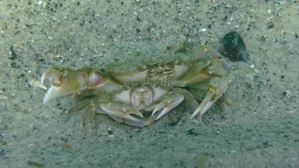 Reproduction of Flying swimming crab (Liocarcinus holsatus). — Stock Video