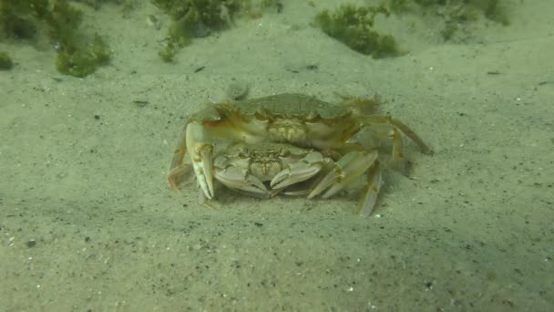 Krycia latających krabów pływających (Liocarcinus holsatus). — Wideo stockowe