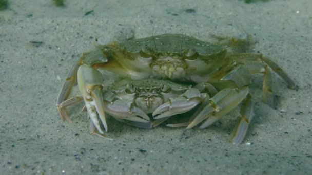 Mating of Flying swimming crab (Liocarcinus holsatus). — Stock Video