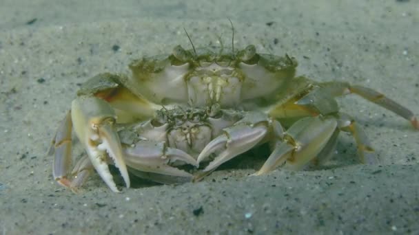 Mating of Flying swimming crab (Liocarcinus holsatus). — Stock Video