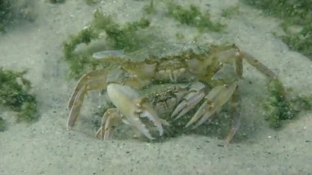 Accouplement du crabe volant (Liocarcinus holsatus) ). — Video