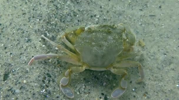 Accouplement du crabe volant (Liocarcinus holsatus) ). — Video