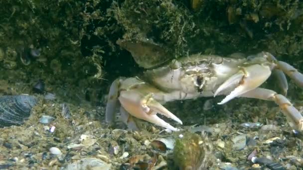 Flying swimming crab (Liocarcinus holsatus). — Stock Video