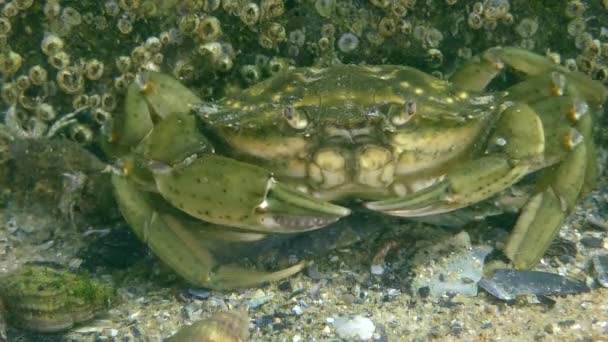 Πράσινο καβούρι ή καβούρι Shore (Carcinus maenas). — Αρχείο Βίντεο