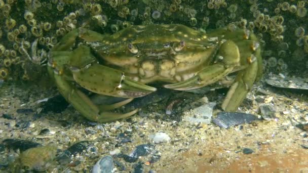 Зелений краб або береговий краб ( Carcinus maena ). — стокове відео