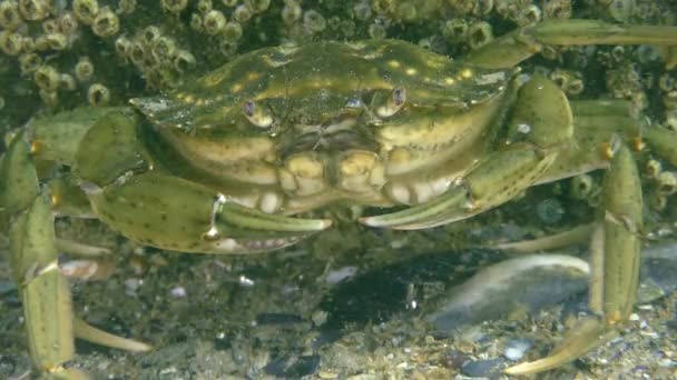 Crabe vert ou crabe du rivage (Carcinus maenas). — Video