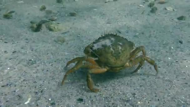 Yeşil yengeç veya Kıyı yengeci (Carcinus maenas)). — Stok video