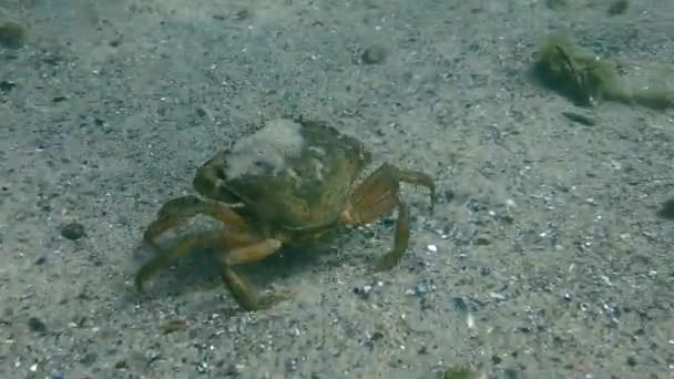 Crabe vert ou crabe du rivage (Carcinus maenas). — Video