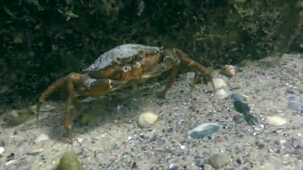 Crabe vert ou crabe du rivage (Carcinus maenas). — Video