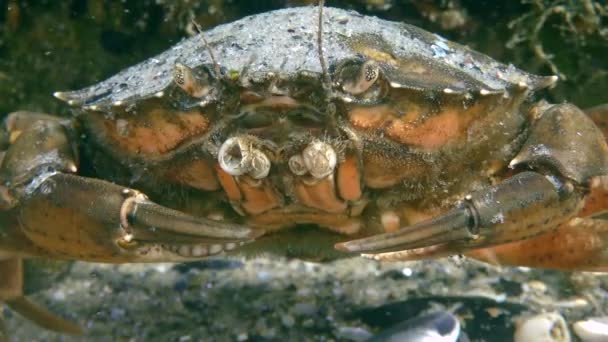 Groene krab of Shore krab (Carcinus maenas), extreme close-up. — Stockvideo