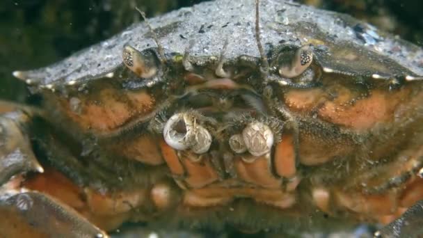 Grüne Krabbe oder Uferkrabbe (carcinus maenas), extreme Nahaufnahme. — Stockvideo