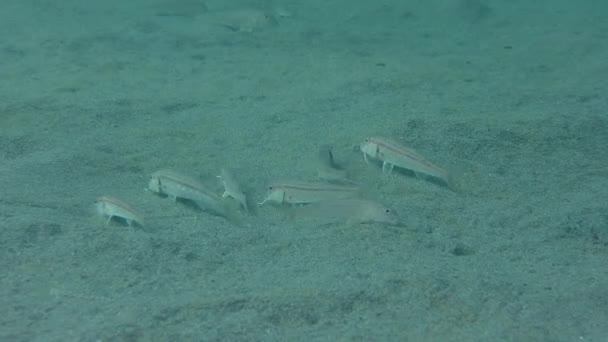 Red mullet (Mullus barbatus). — Stock Footage Red mullet (Mullus barbatus). Stock Video