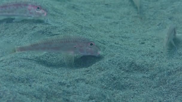 Red mullet (Mullus barbatus). — Stock Video