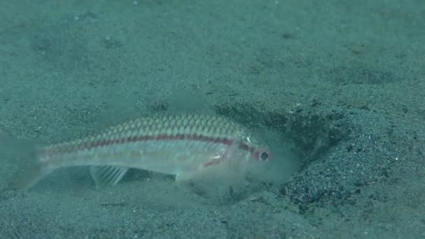 Salmonete rojo (Mullus barbatus ). — Vídeo de stock