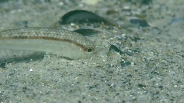 Salmonete rojo (Mullus barbatus ). — Vídeo de stock