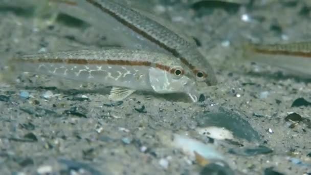 Salmonete rojo (Mullus barbatus ). — Vídeo de stock