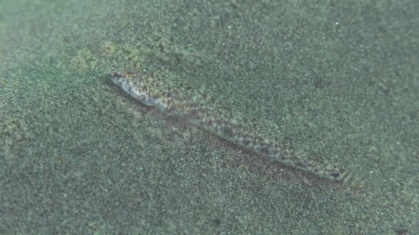 Gemarmerde goby (Pomatoschistus marmoratus). — Stockvideo