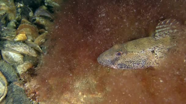 Rus kamçısı kaya balığı (Mesogobius batrachocephalus). — Stok video