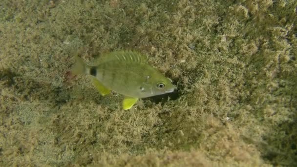 Peixes marinhos anulares (Diplodus annularis ). — Vídeo de Stock