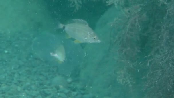 Två fiskar ringformig guldsparid (Diplodus annularis) äta månen maneter. — Stockvideo