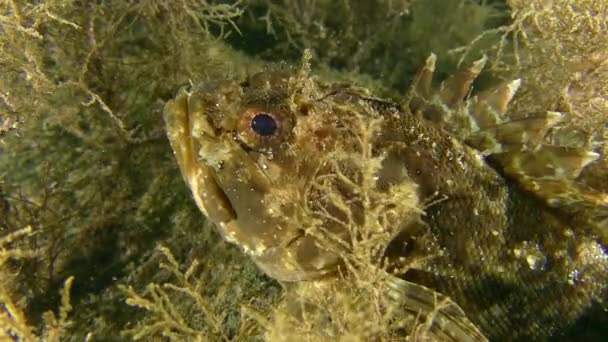 Ядовитая рыба Black scorpionfish (Scorpaena porcus). — Stok video