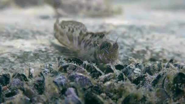 Esfinge blenny (Aidablennius sphynx ). — Vídeos de Stock