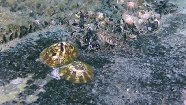 Sphynx blenny (Aidablennius sphynx). — Stok video