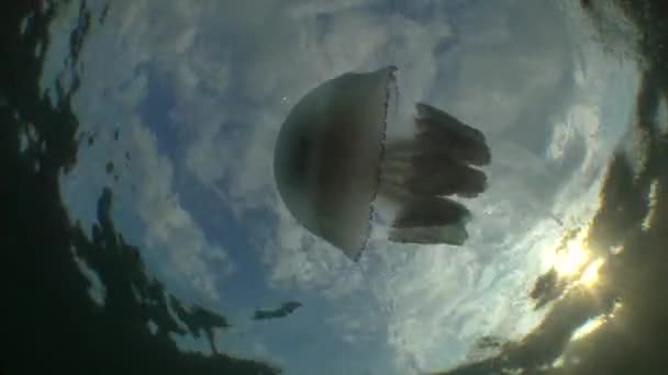 Méduse baril (Rhizostoma pulmo ).