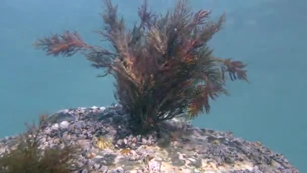 Ondas balançam as algas marrons . — Vídeo de Stock