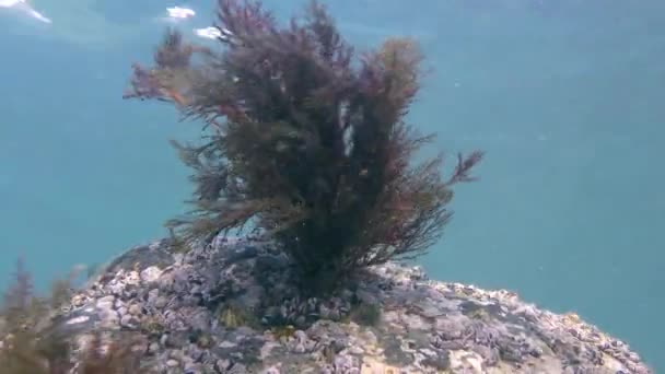 波揺れる茶色の藻. — ストック動画