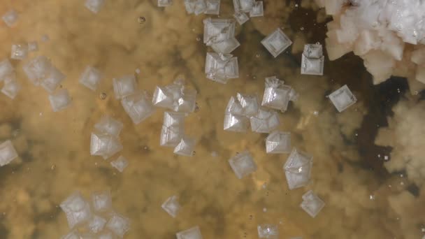 Kristallen van zout drijven op het oppervlak van een plas op een dorre zoutmeer. — Stockvideo