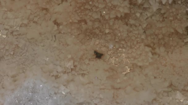 Krystaly soli na dno louže na vyprahlém Slané jezero. — Stock video