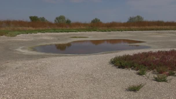 Pozzanghere che hanno lasciato sul fondo dell'asciugatura dell'estuario salato . — Video Stock