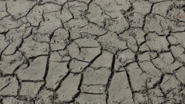 Sequía: tierra seca agrietada . — Vídeos de Stock