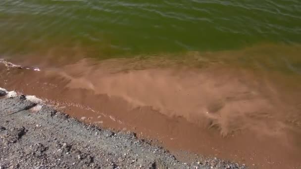 Eieren van Artemia (Artemia salina) geconcentreerd in de buurt van de kust. — Stockvideo