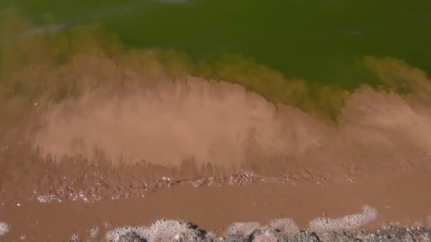 盐水虾 (卤虫藻) 的卵集中在岸边附近. — 图库视频影像