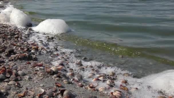 Mousse sur l'eau dans la zone de surf : eutrophisation de l'eau . — Video