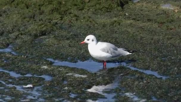 Problema ecológico: grandes emisiones de algas en la orilla del mar . — Vídeos de Stock