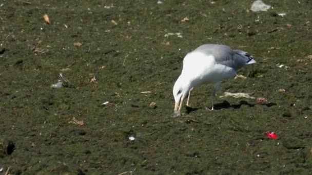 鲱鱼海鸥 (黑鸥 argentatus) 正在吃水母. — 图库视频影像